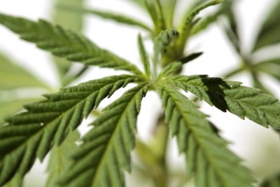 Marijuana Legalization in Maryland 